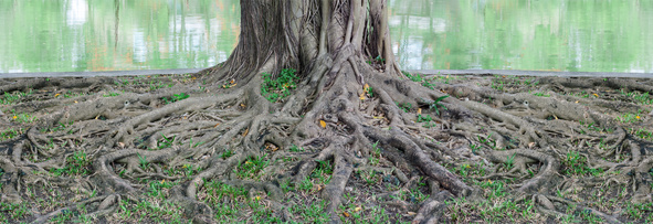 racines d'un arbre symbole chamanique