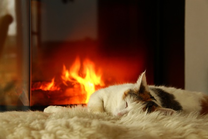 chat en hiver devant la cheminée