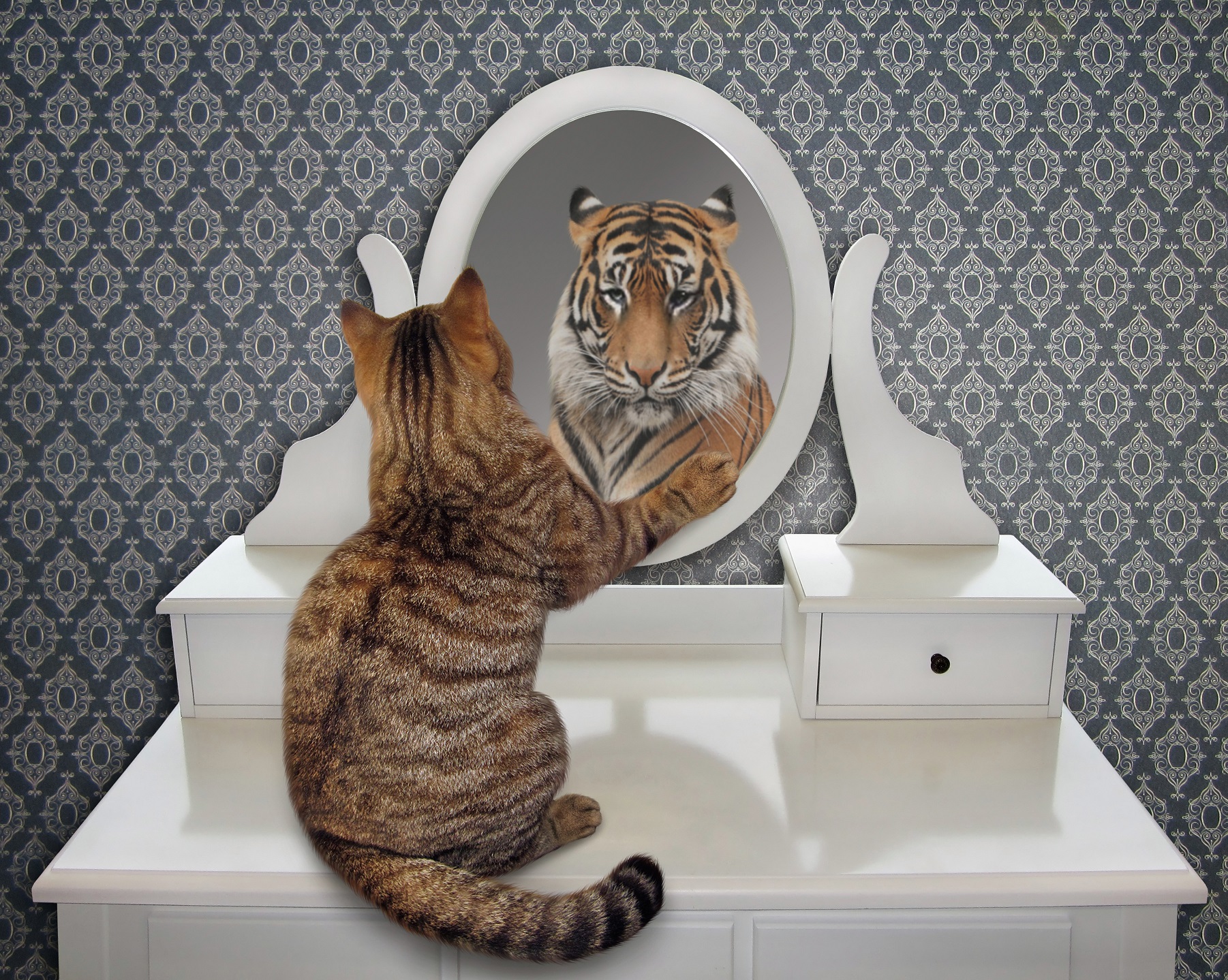 miroir-reflet-chat-tigre l’autel est un miroir qui vous permet de voir ce qu’il y a à l’intérieur de vous