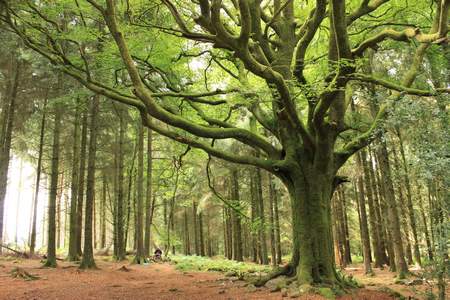 arbre hêtre pontus brocéliande druidisme