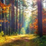 Equinoxe d'automne : la nature en forêt