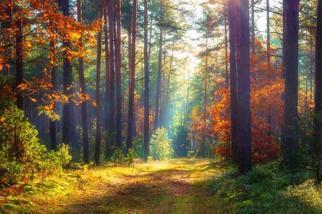 Equinoxe d'automne : la nature en forêt