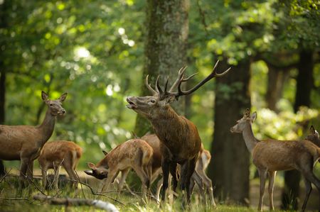 Brame du cerf à l'automne