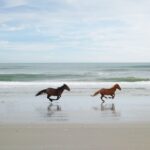 Chevaux courant librement sur la plage