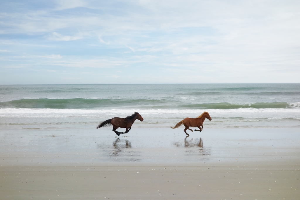 L’Âme délivrée Chevaux courant librement sur la plage